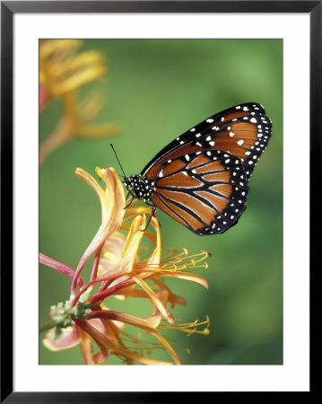 Queen Monarch On Spiderflower In Woodland Park Zoo Rose Garden, Washington, Usa by Jamie & Judy Wild Pricing Limited Edition Print image