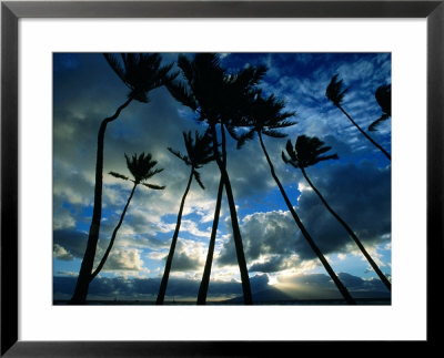 Coconut Trees At Sunset, Lahaina, Usa by Holger Leue Pricing Limited Edition Print image