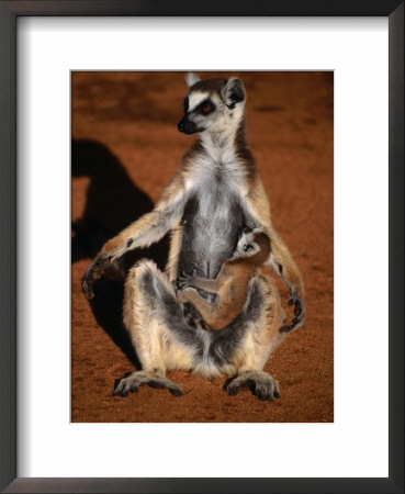 Ringtail Lemur With Baby, Madagascar by Carol Polich Pricing Limited Edition Print image