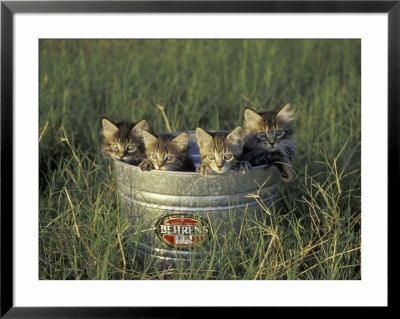 Maine Coon And Tabby Kittens, Florida, Usa by Maresa Pryor Pricing Limited Edition Print image