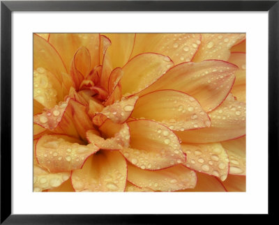 Dahlia Flower With Pedals Radiating Outward, Sammamish, Washington, Usa by Darrell Gulin Pricing Limited Edition Print image