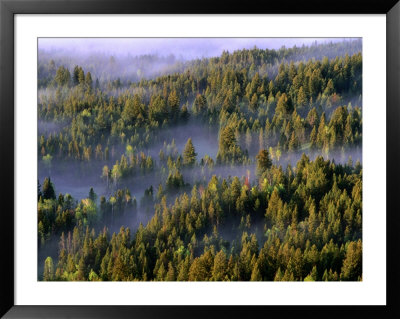 Fog Shrouding Pine Forests In Jackson Hole Valley Region, Grand Teton National Park, Wyoming, Usa by Stephen Saks Pricing Limited Edition Print image