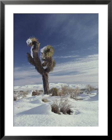 A Rare Snowfall On A Beaked Yucca Plant And The Mojave Desert by Gordon Wiltsie Pricing Limited Edition Print image