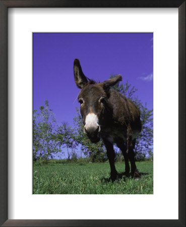 Donkey by Lynn M. Stone Pricing Limited Edition Print image