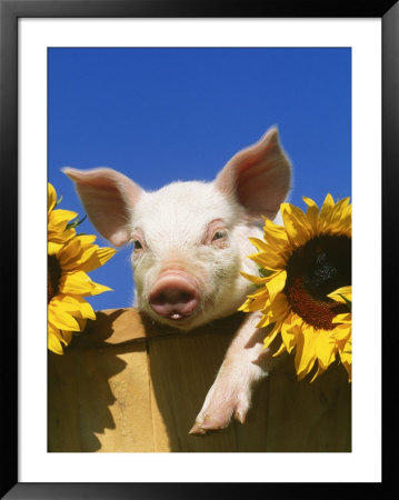Pig With Sunflowers In Bushel by Lynn M. Stone Pricing Limited Edition Print image