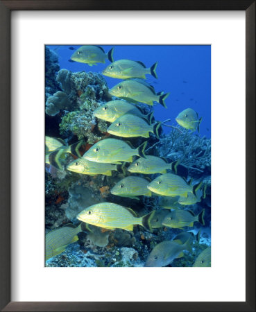 School Of Bluestripped Grunts, Cozumel, Mexico by David Mechlin Pricing Limited Edition Print image