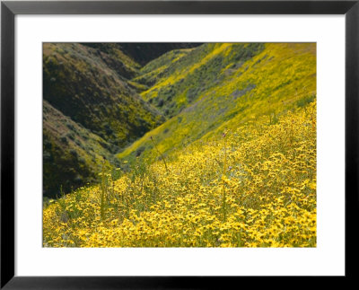 Temblor Range, Overlapping Hills In Fog, Kern County, California, Usa by Terry Eggers Pricing Limited Edition Print image
