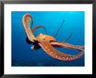 Day Octopus, Near Kona, Big Island, Hawaii, Usa by Stuart Westmoreland Pricing Limited Edition Print image