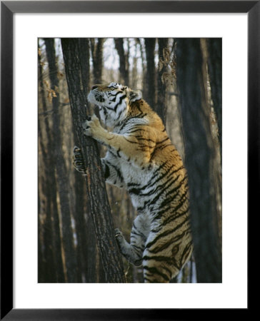 A Male Siberian Tiger Scales A Tree To Reach The Skin Of A Wild Boar by Marc Moritsch Pricing Limited Edition Print image