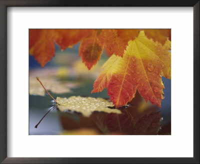 Close-Up Of Autumn Vine Maple Leaves Reflecting In Pool Of Water, Bellingham, Washington, Usa by Steve Satushek Pricing Limited Edition Print image