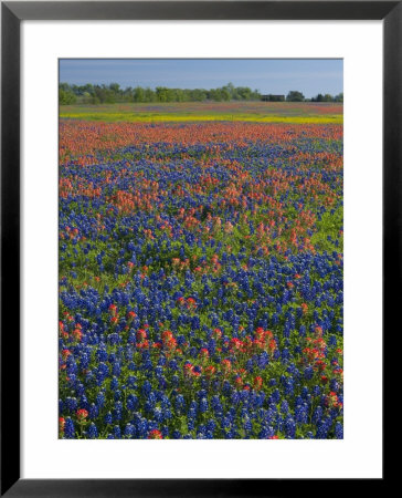 Field Of Texas Blue Bonnets And Indian Paintbrush, Texas Hill Country, Texas, Usa by Darrell Gulin Pricing Limited Edition Print image