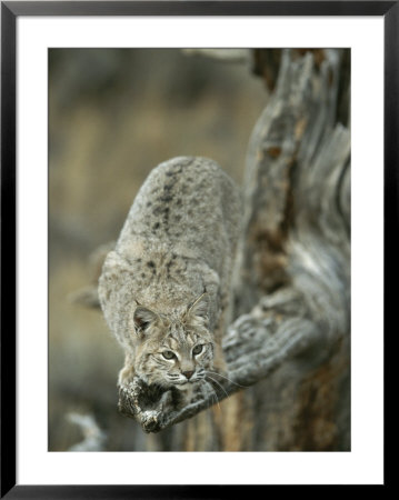 Lynx On Branch by Norbert Rosing Pricing Limited Edition Print image