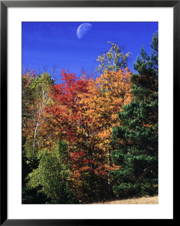 Autumn Trees With Moon, Vermont by Russell Burden Pricing Limited Edition Print image