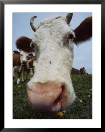 Nose Of A Cow by Fogstock Llc Pricing Limited Edition Print image