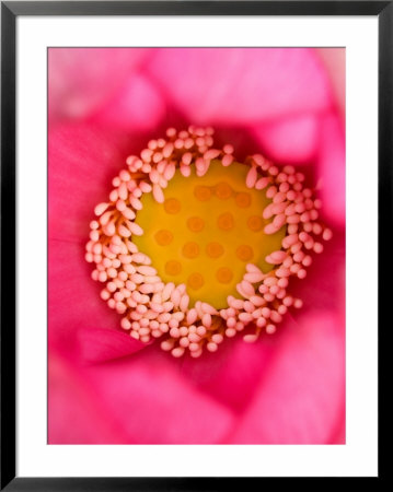 Close-Up Of Center Of Lotus, North Carolina, Usa by Joanne Wells Pricing Limited Edition Print image