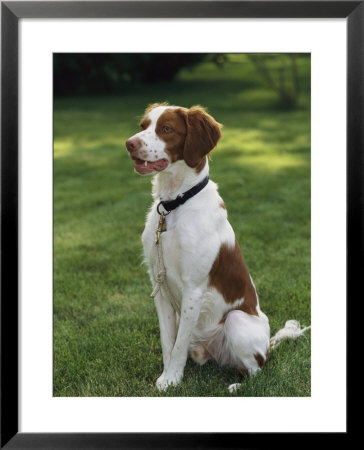 Portrait Of A Brittany Spaniel by Paul Damien Pricing Limited Edition Print image