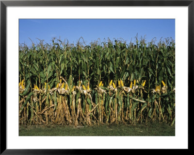 Feed Corn Is Husked While On The Stalk For A Presentation by Paul Damien Pricing Limited Edition Print image