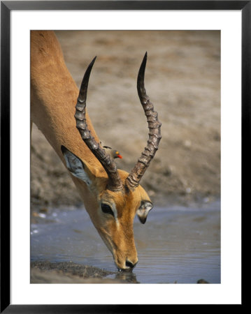 Impala Taking A Drink With A Red-Billed Oxpecker by Beverly Joubert Pricing Limited Edition Print image