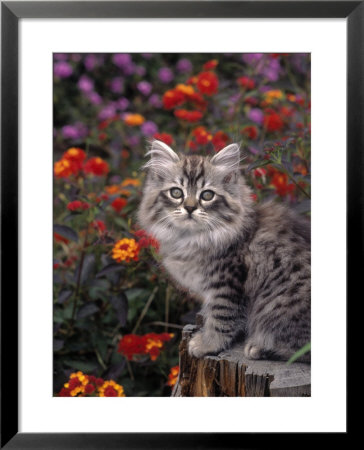 Domestic Cat Sitting On Stump Near Flowers by Richard Stacks Pricing Limited Edition Print image