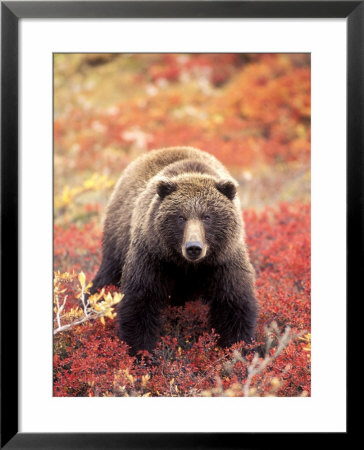 Female Grizzly Bear Foraging Red Alpine Blueberries, Denali National Park, Alaska, Usa by Hugh Rose Pricing Limited Edition Print image