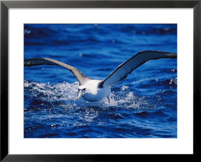 A Shy Albatross Running On Water To Take Off Into Flight, This Species Is Considered Vulnerable by Jason Edwards Pricing Limited Edition Print image