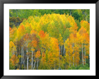 Autumn Aspens In Kebler Pass, Colorado, Usa by Julie Eggers Pricing Limited Edition Print image