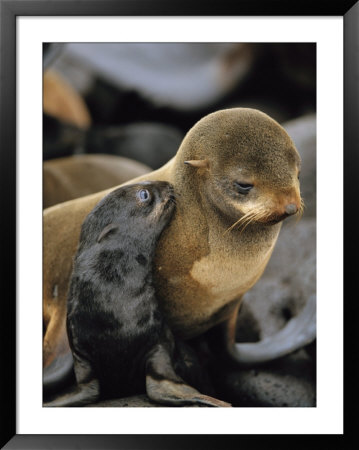 A Northern Fur Seal Pup Nuzzles Its Mother by Joel Sartore Pricing Limited Edition Print image