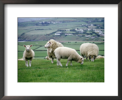 Sheep Grazing In A Pasture by Michele Burgess Pricing Limited Edition Print image