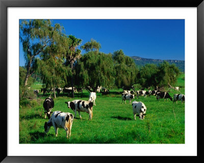 Dairy Cattle Grazing On Property Between Towns Of Berry And Kiama, New South Wales, Australia by Barnett Ross Pricing Limited Edition Print image