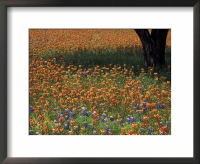 Paintbrush And Tree Trunk, Hill Country, Texas, Usa by Darrell Gulin Pricing Limited Edition Print image