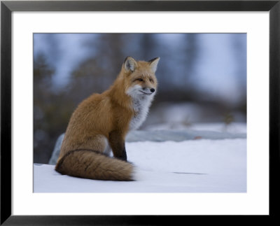 Red Fox, Vulpes Vulpes, Churchill, Manitoba, Canada, North America by Thorsten Milse Pricing Limited Edition Print image
