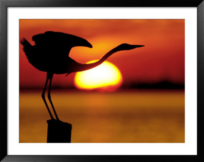 Silhouette Of Great Blue Heron Stretching Neck At Sunset, Fort De Soto Park, St. Petersburg by Arthur Morris. Pricing Limited Edition Print image