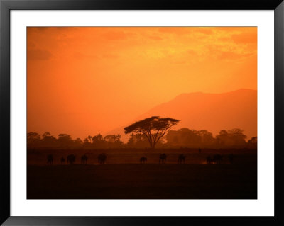 Wildebeest (Connochaetes Taurinus) Running At Sunset, Amboseli National Park, Kenya by Ariadne Van Zandbergen Pricing Limited Edition Print image