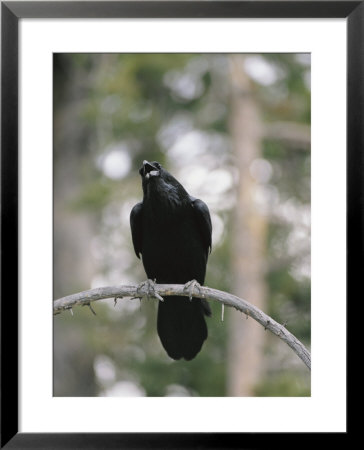A Common Raven Calls Out While Perched On A Branch by Tom Murphy Pricing Limited Edition Print image