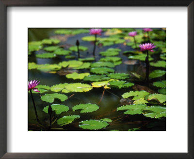 Water Lily Garden At The Le Meridien Hotel by Walter Bibikow Pricing Limited Edition Print image