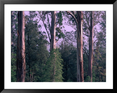 Mountain Ash And Rainforest Understorey In The Styx Valley, Tasmania, Australia by Grant Dixon Pricing Limited Edition Print image