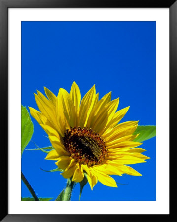 Sunflower In Blue Sky, Seattle, Washington, Usa by Terry Eggers Pricing Limited Edition Print image