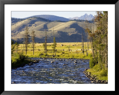 Salmon River Near Stanley, Idaho, Usa by Chuck Haney Pricing Limited Edition Print image