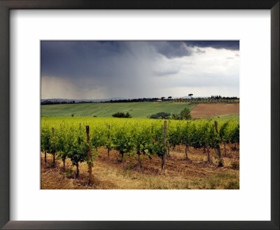 Vineyard And Tree-Lined Gravel Road, Montepulciano, Tuscany, Italy by Robert Eighmie Pricing Limited Edition Print image
