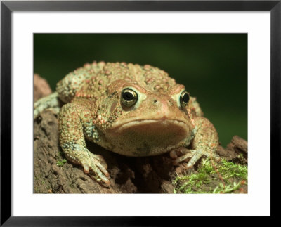 American Toad On Log, Eastern Usa by Maresa Pryor Pricing Limited Edition Print image
