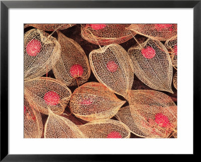 Chinese Lanterns, Sammamish, Washington, Usa by Darrell Gulin Pricing Limited Edition Print image