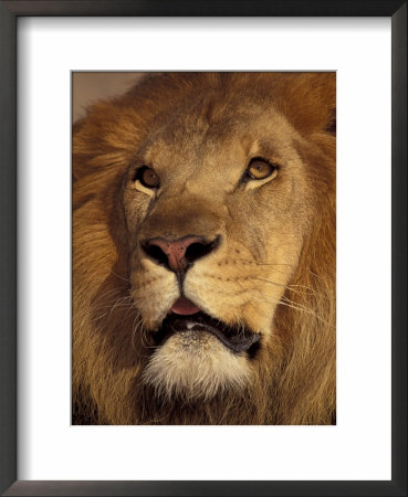 Closeup Of A Male Lion, South Africa by Stuart Westmoreland Pricing Limited Edition Print image