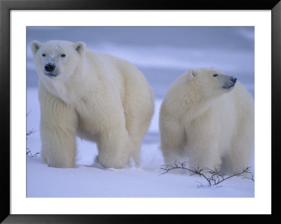 Polar Bear Mother And Cub In Churchill, Manitoba, Canada by Theo Allofs Pricing Limited Edition Print image