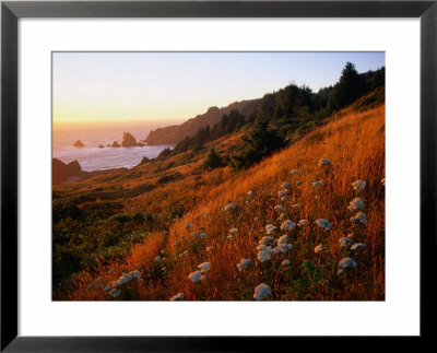 Morning Light Over Mushrooms In Cape Ferrelo, Boardman State Park, Brookings, Usa by Brent Winebrenner Pricing Limited Edition Print image