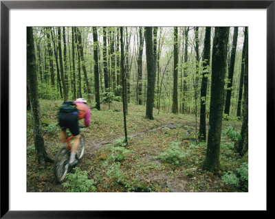 A Bicyclist Rides Through The Woods by Skip Brown Pricing Limited Edition Print image