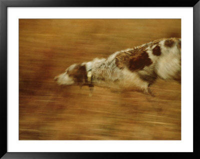 Hunting Dog Running by Joel Sartore Pricing Limited Edition Print image