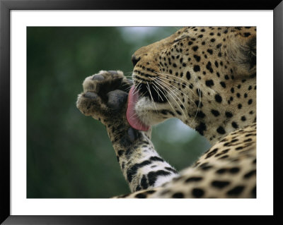 A Leopard Uses Tongue Against Paw To Groom Himself by Kim Wolhuter Pricing Limited Edition Print image