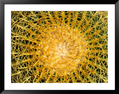 Spikes Of The Barrel Cactus (Ferocactus Wislizenii), Willcox, Usa by Mark & Audrey Gibson Pricing Limited Edition Print image