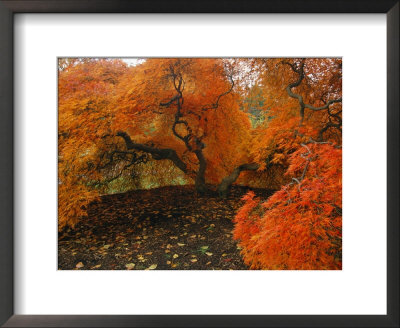 A Japanese Maple In Fall Foliage On The Grounds Of The Biltmore by Melissa Farlow Pricing Limited Edition Print image