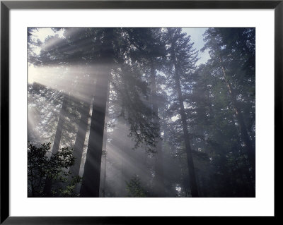 Redwoods National Park, Ca by Peter French Pricing Limited Edition Print image